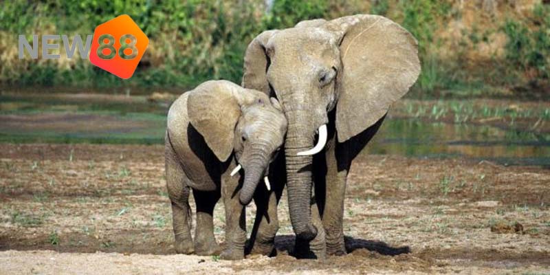 Mơ thấy voi mẹ và voi con đi cùng nhau