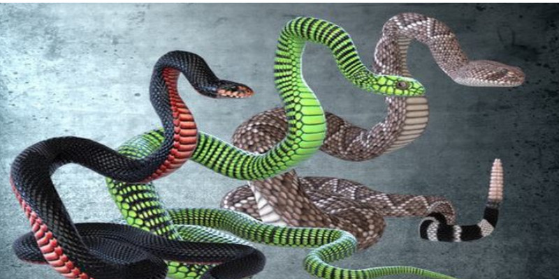 Mơ thấy 3 con rắn thì bạn nên cẩn thận với mối quan hệ xung quanh