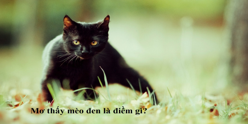 Nằm mơ thấy mèo đen là báo mộng con nào may mắn