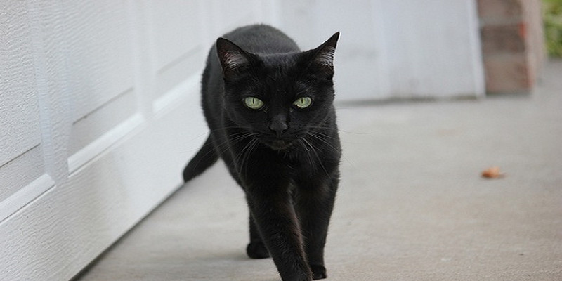 Mơ trong nhà thấy mèo đen thì bạn nên đi khám sức khỏe của mình
