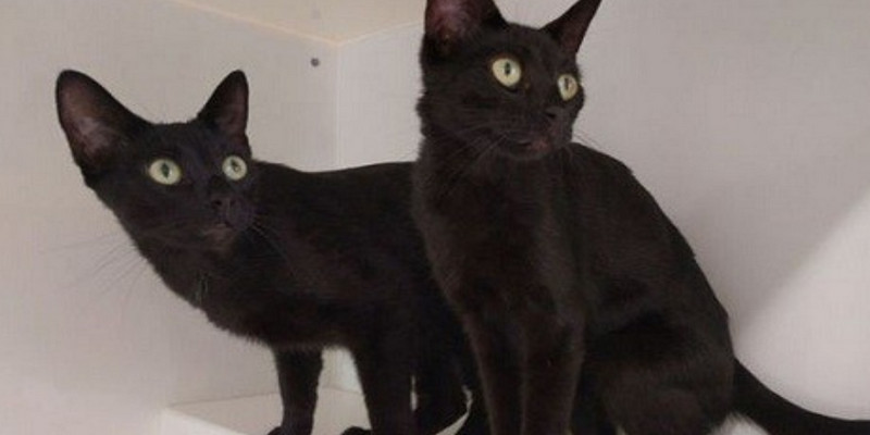 Mơ thấy hai con mèo đen thì đánh ngay số 25, 28