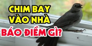 Chim bay vào nhà đánh con gì để tiền tài đầy nhà