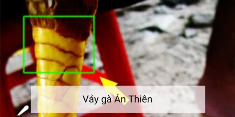 Xem vảy chiến kê án thiên