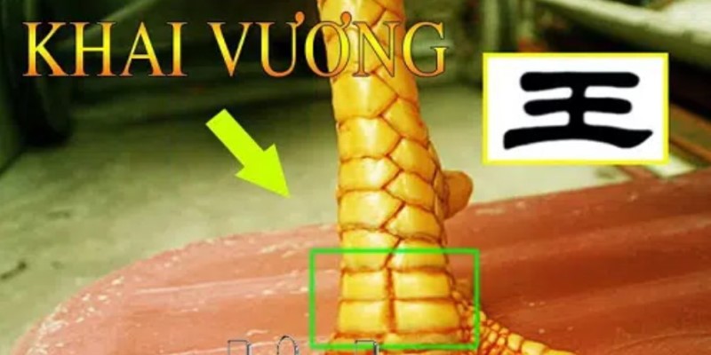 Xem vảy chiến kê gà khai vương